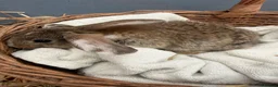 Continental Giant rabbits for sale: Giant continental bunny’s  - Advert 7