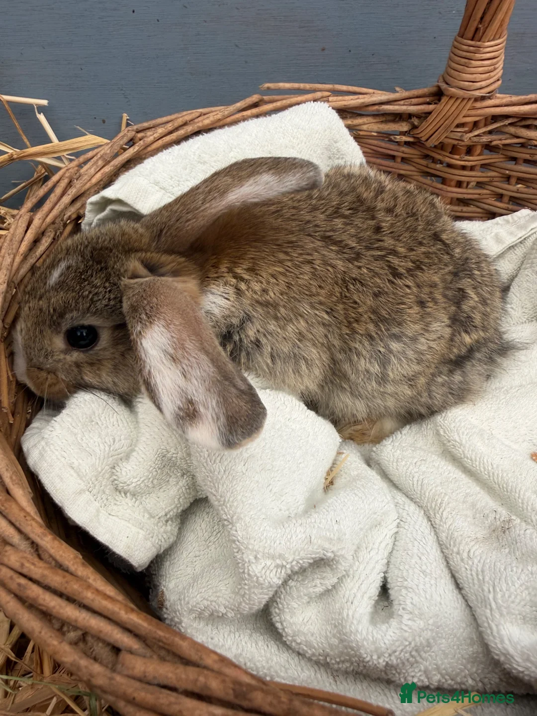 Continental Giant rabbits for sale: Giant continental bunny’s  - Advert 5