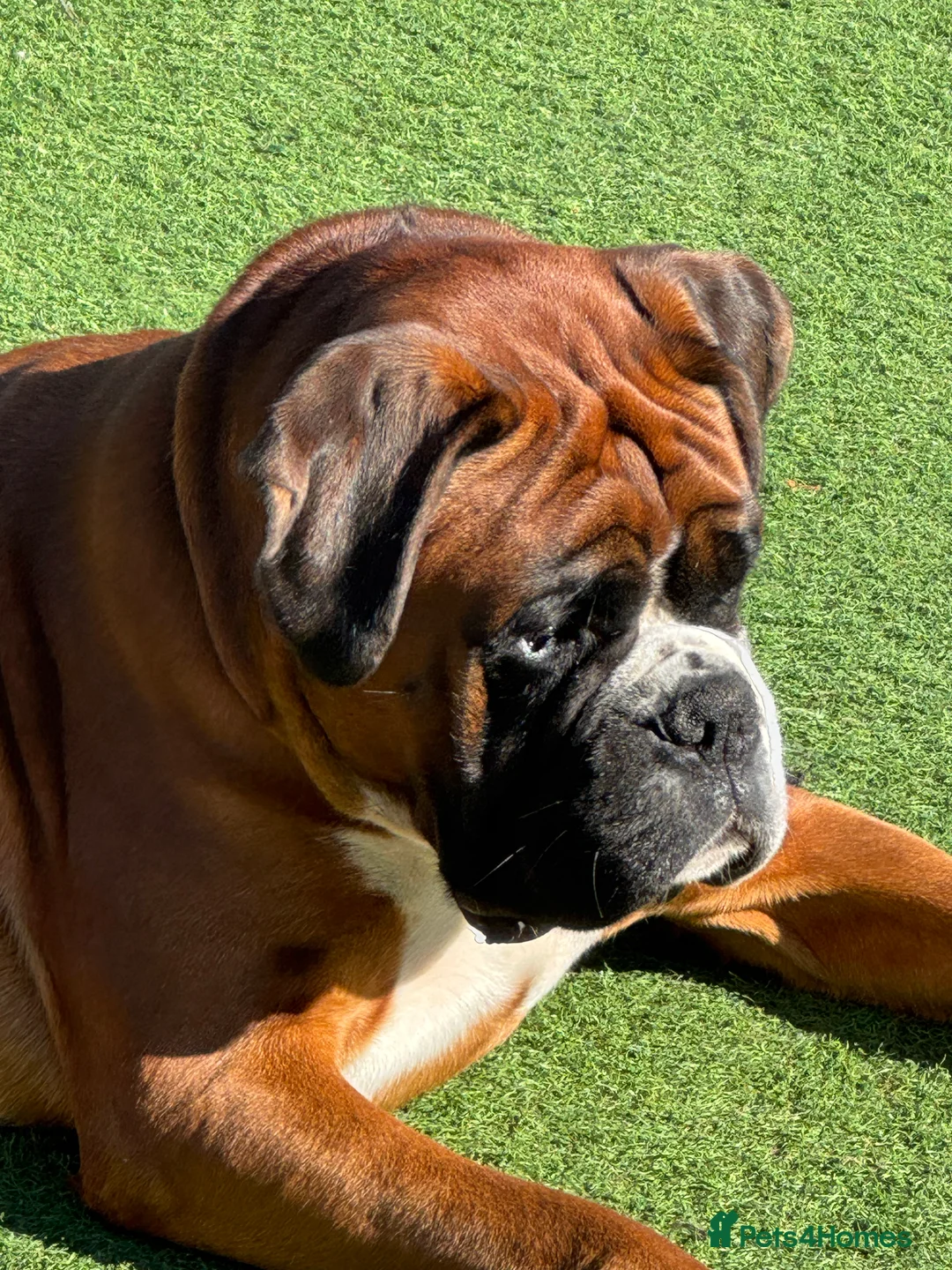 Boxer dogs for stud: Kc Health tested Bobtail - Advert 2