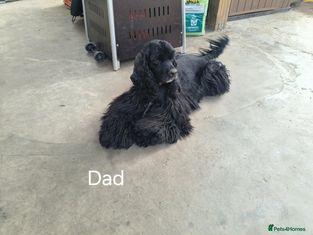 American Cocker Spaniel dogs for sale: American cocker spaniel girl  - Advert 4