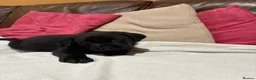 Labrador Retriever dogs for sale: Super Pedigree Labrador Puppies - Advert 4