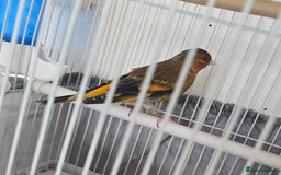 Canaries birds for sale: Male Goldfinch Mule Canary - Image 1