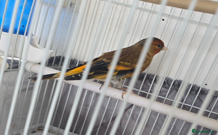 Canaries birds - Advert 1