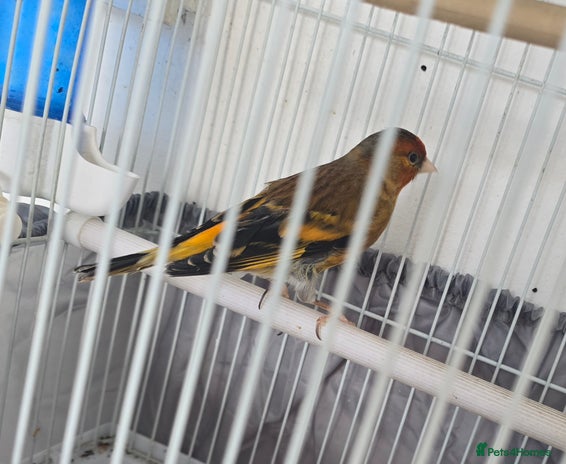 Canaries birds - Advert 3