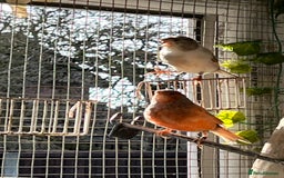 Canaries birds for sale: Canaries for sale - Image 6