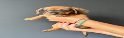 Miniature Dachshund dogs for sale: Miniature Smooth Dachshund Puppies  in Torquay - Advert 5