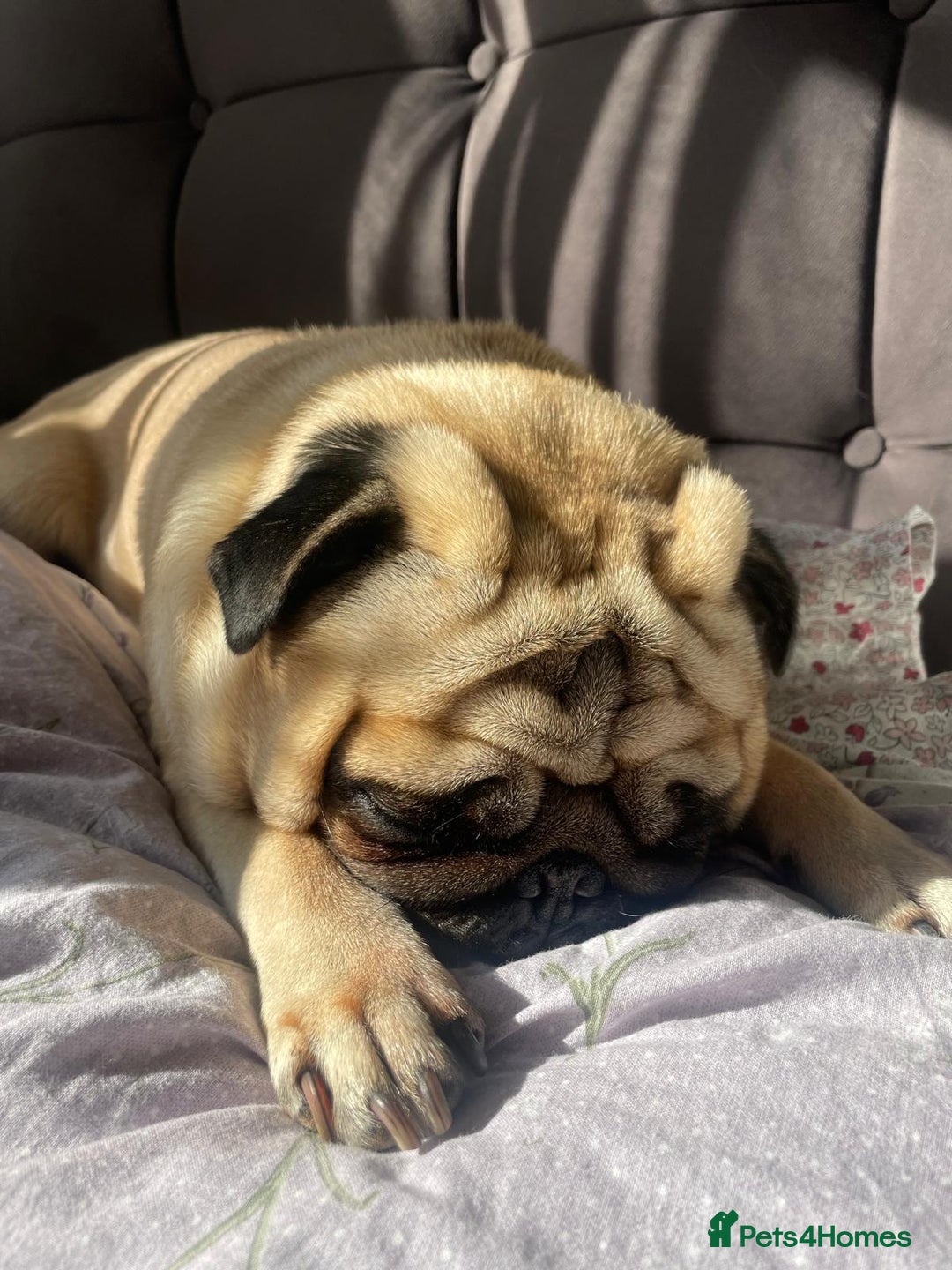 Pug dogs for stud: KC registered 5th generation pedigree pug - Advert 4