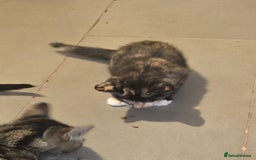 British Shorthair cats for sale: 2 kittens available now. B/w and calico - Image 6