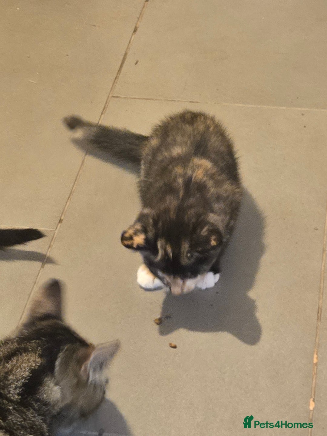 British Shorthair cats for sale: 2 kittens available now. B/w and calico - Image 6