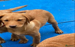 Labrador Retriever dogs for sale: Ready to leaveNOW Kc Labrador puppy ALL injections - Image 25