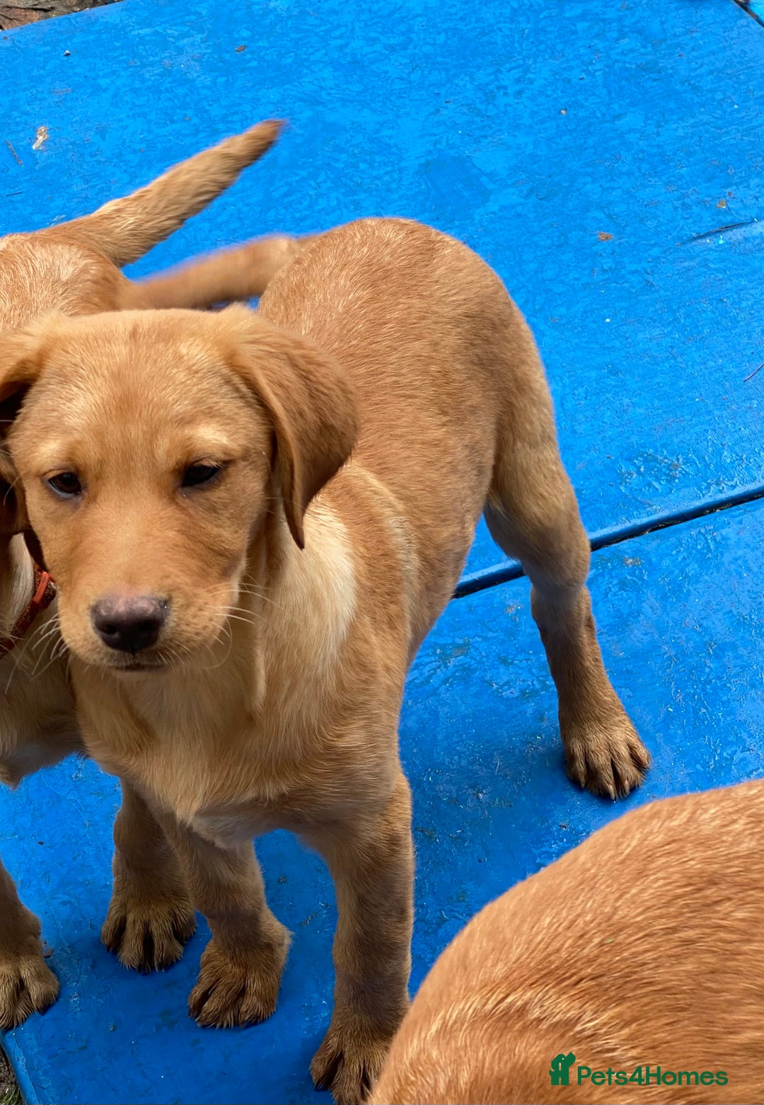 Labrador Retriever dogs for sale: Ready to leaveNOW Kc Labrador puppy ALL injections - Image 25