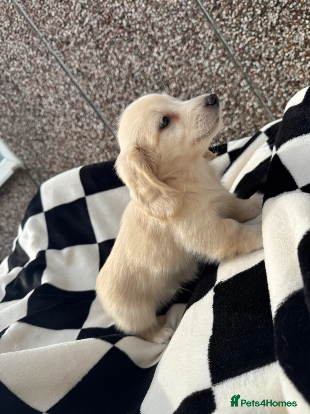 Miniature Dachshund dogs for sale: KC mini ee/ii cream long hair - Advert 1