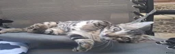 Bengal cats for sale: ❤️ Outstanding TICA Registered Bengal Kittens ❤️ - Advert 5