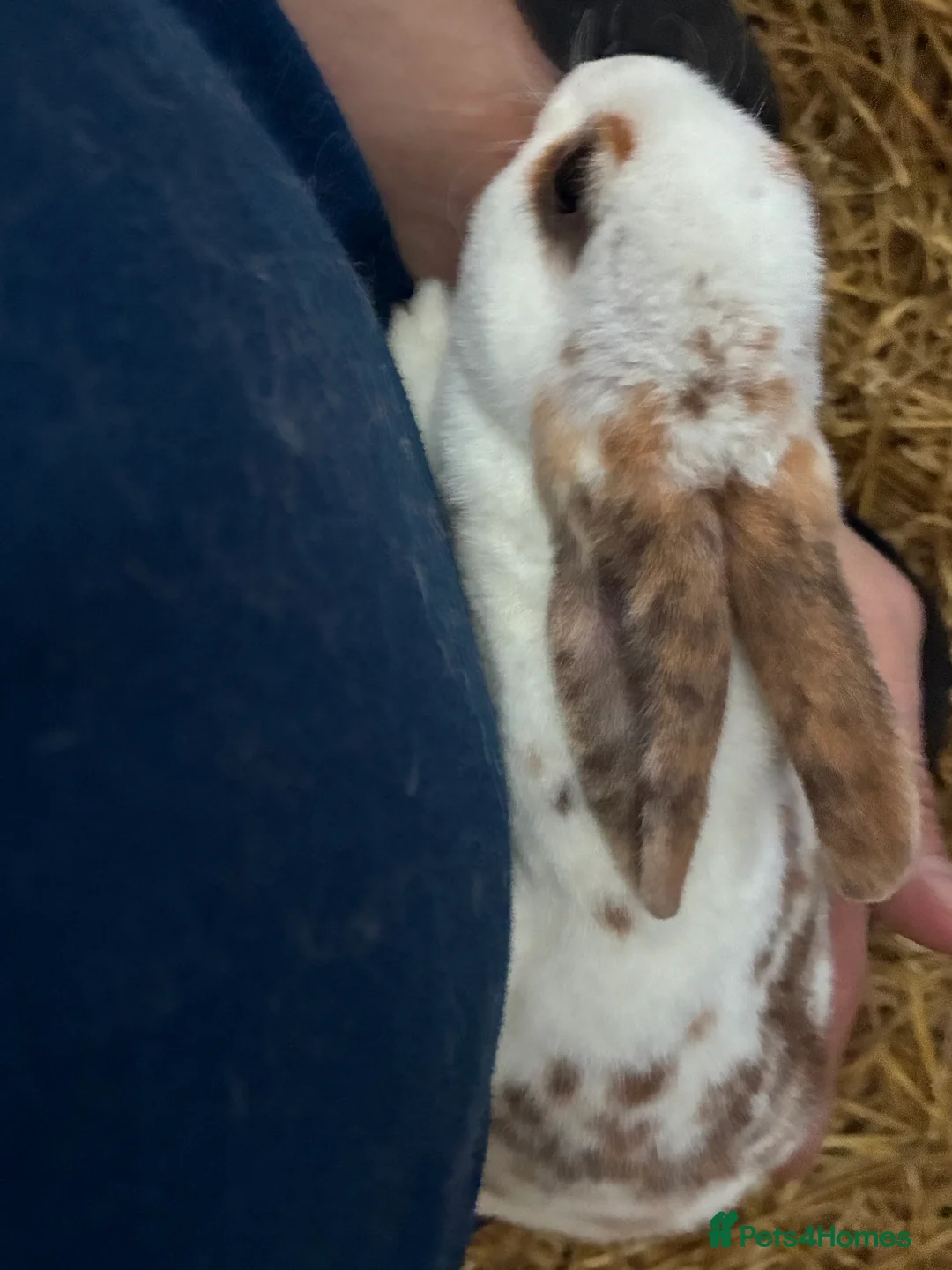 Mixed Breed rabbits for sale: Very friendly Rex, velvet & mixed bunnies  - Advert 7