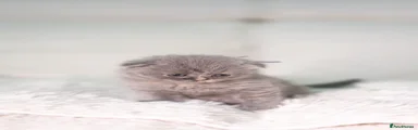 Scottish Fold 3