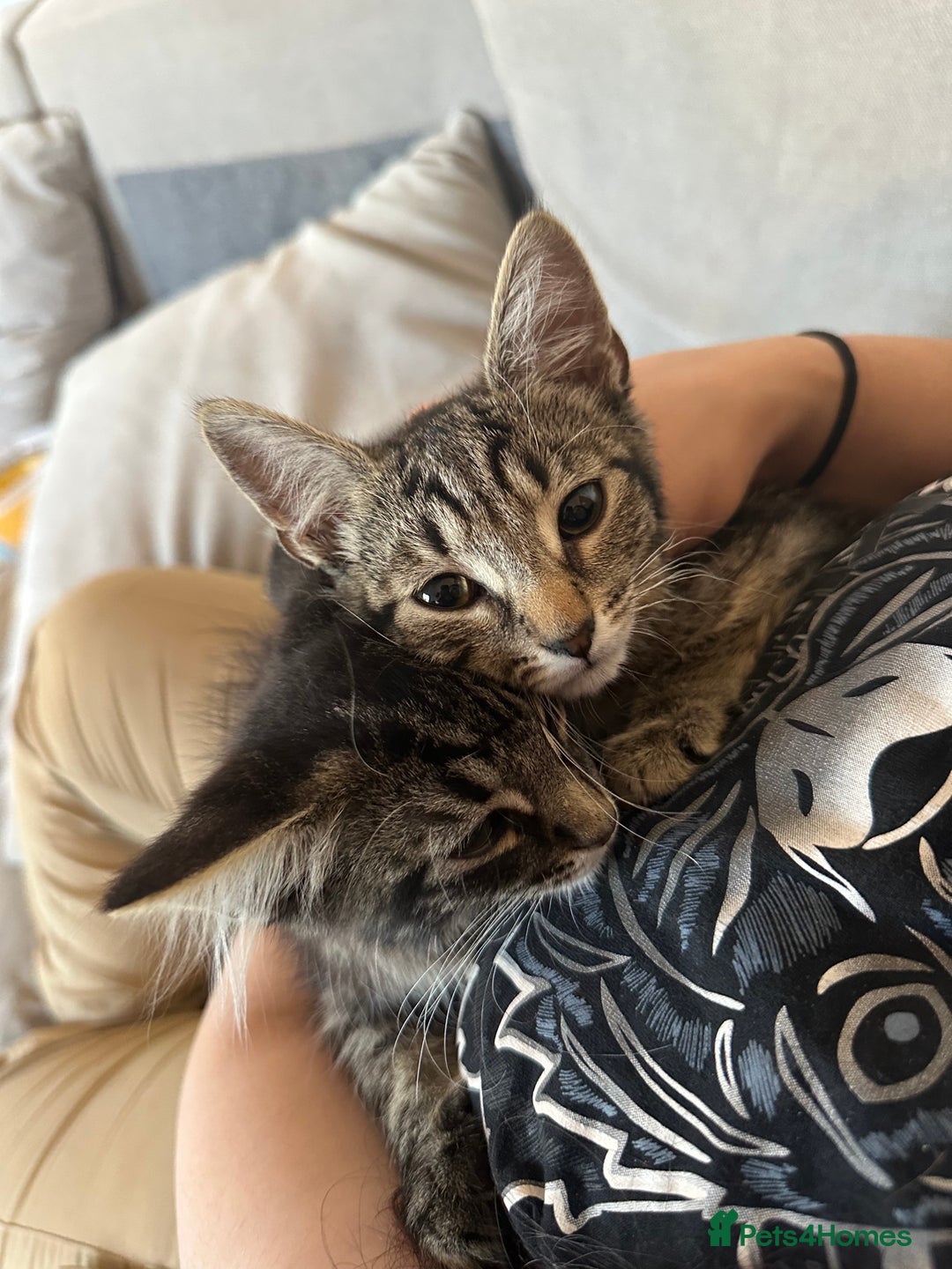 Mixed Breed cats for sale: 2 stunning playful kittens  - Image 6