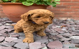 Labradoodle dogs for sale: Multigenerational Medium /Mini Labradoodles  - Image 24