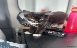 Mixed Breed cats for sale: 1 male kitten - Image 1