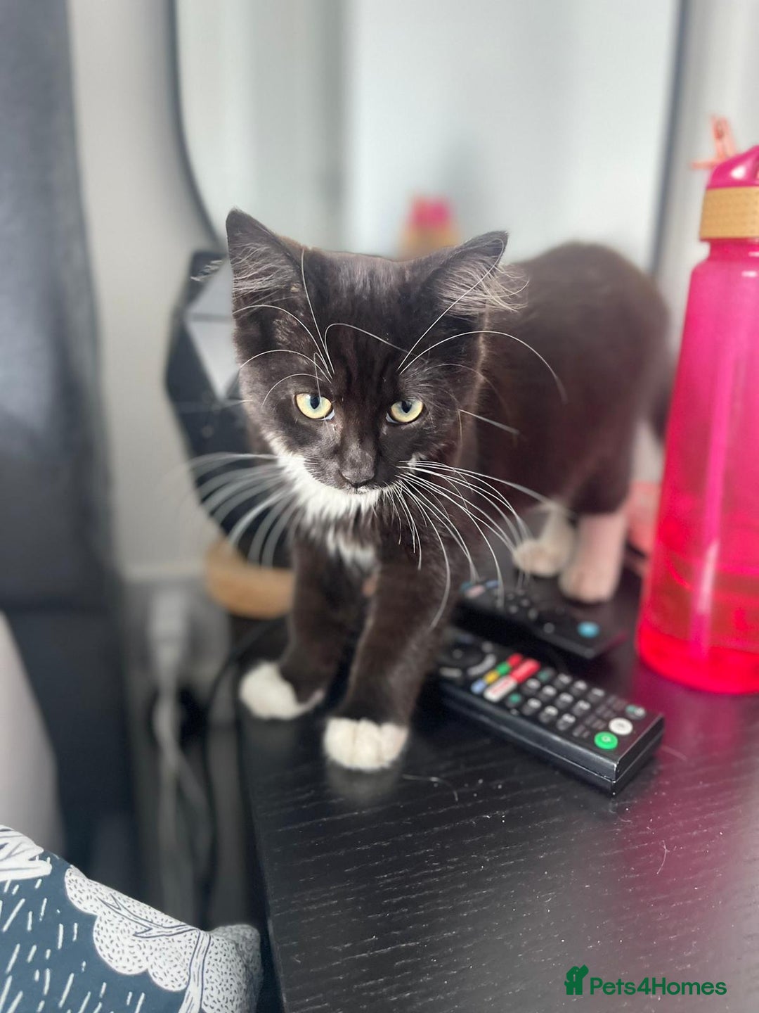 Mixed Breed cats for sale: 1 male kitten - Image 1