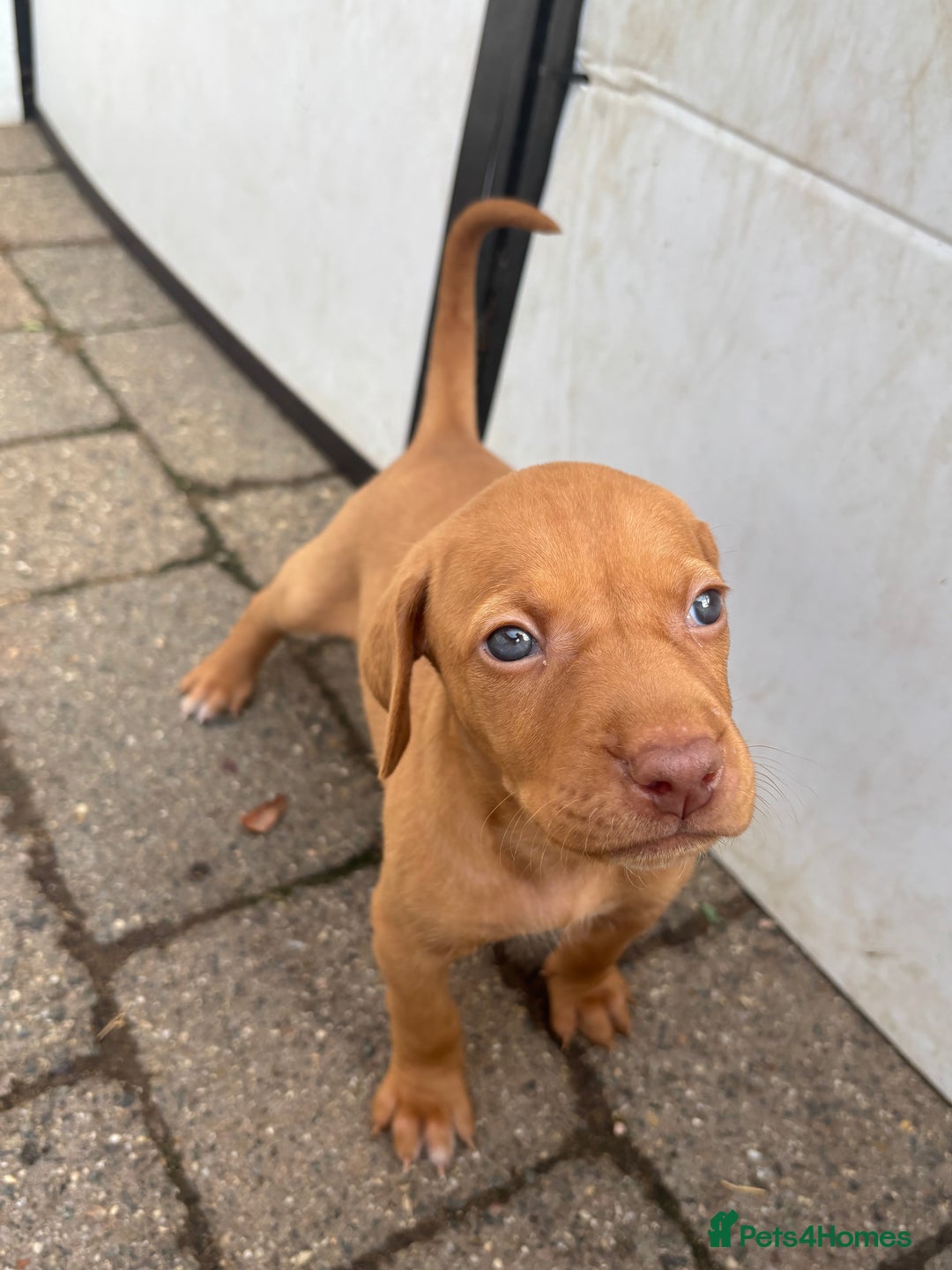 Hungarian Vizsla dogs for sale: Stunning litter of puppies  - Image 7