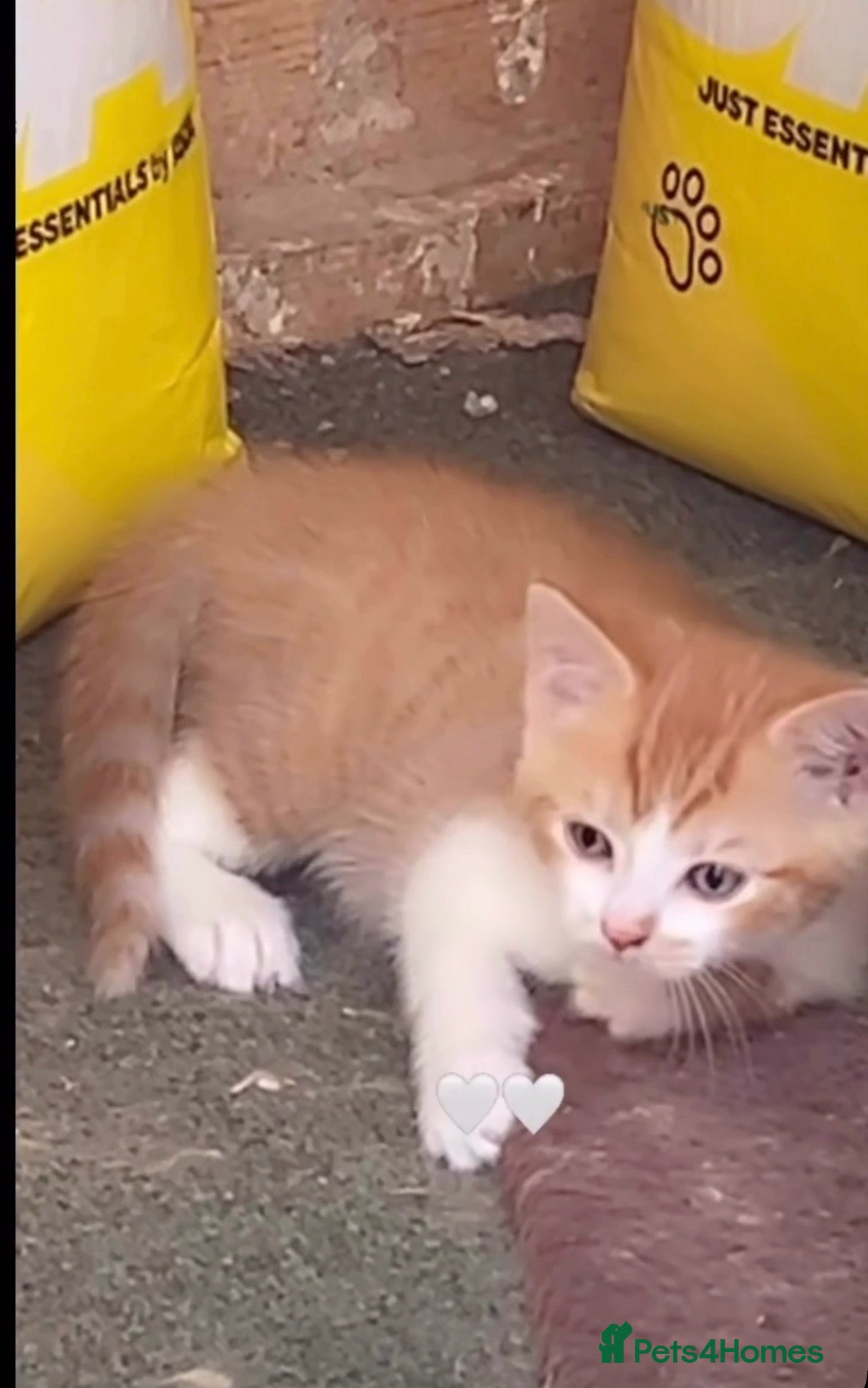American Shorthair cats 💙Baby boy kitten🐾 - Advert 1