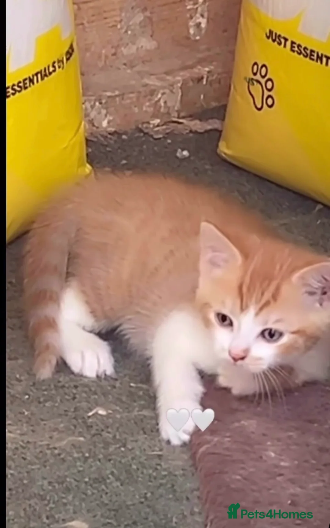 American Shorthair cats for sale: 💙Baby boy kitten🐾 in Bradford - Advert 1