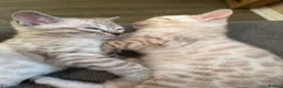 Bengal cats for sale: Snow bengal kittens in Otley - Advert 12