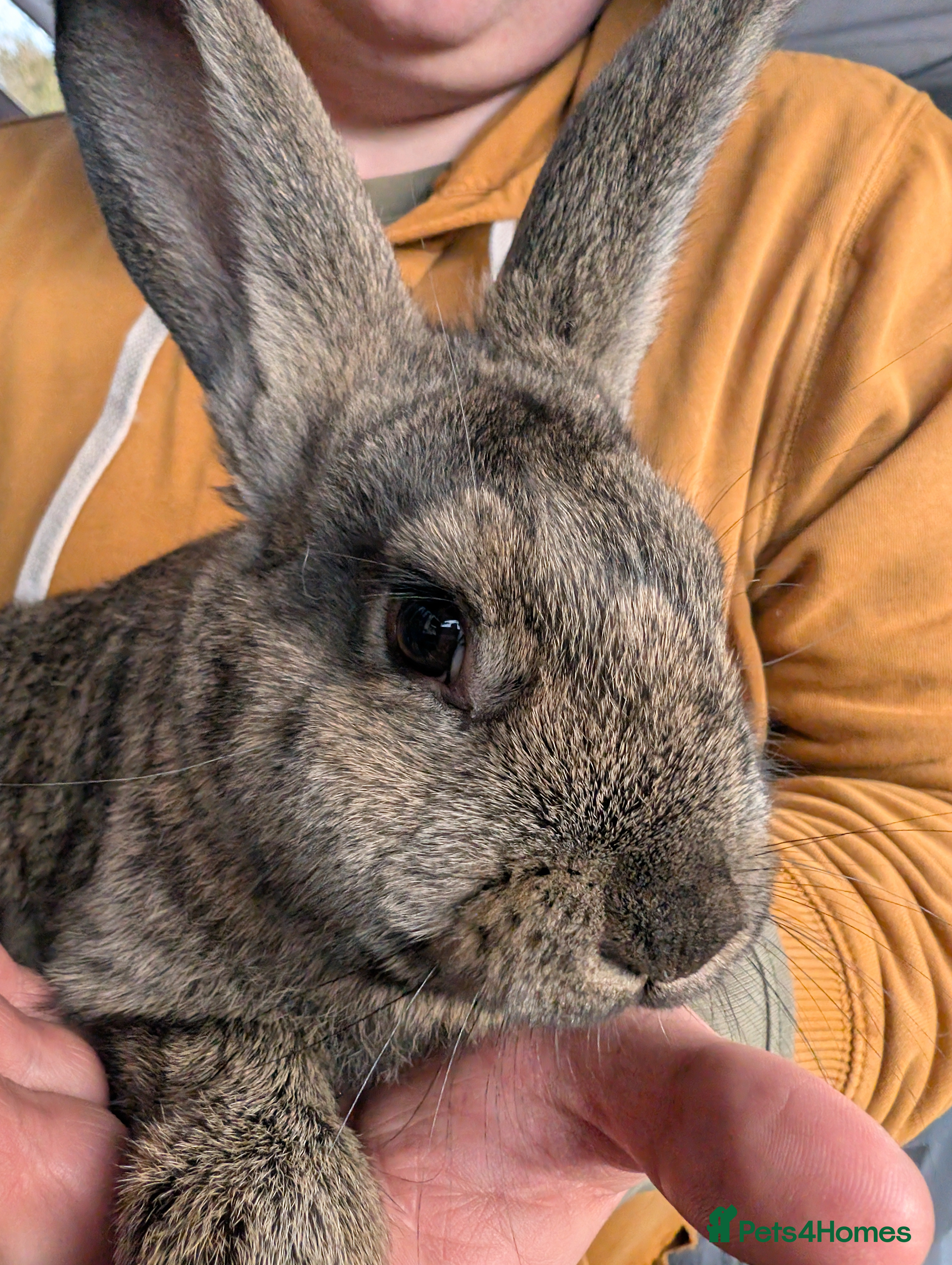 Continental Giant rabbits Giant bunnies  - Advert 10