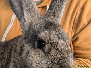 Continental Giant rabbits Giant bunnies - Advert 10