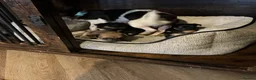 Jack Chi dogs for sale: 4 Gorgeous puppies for new loving homes - Advert 17