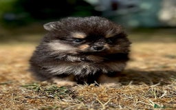 Pomeranian dogs for sale: 3 Little Girls Looking for Love! - Image 17