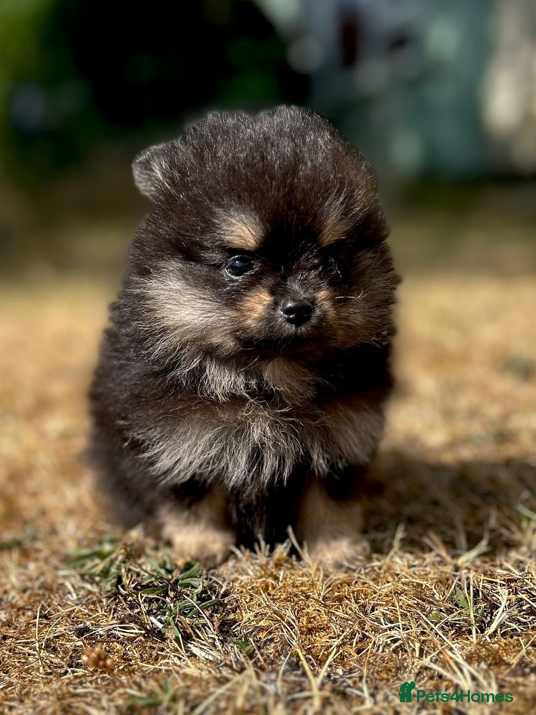 Pomeranian dogs for sale: 3 Little Girls Looking for Love! - Image 17
