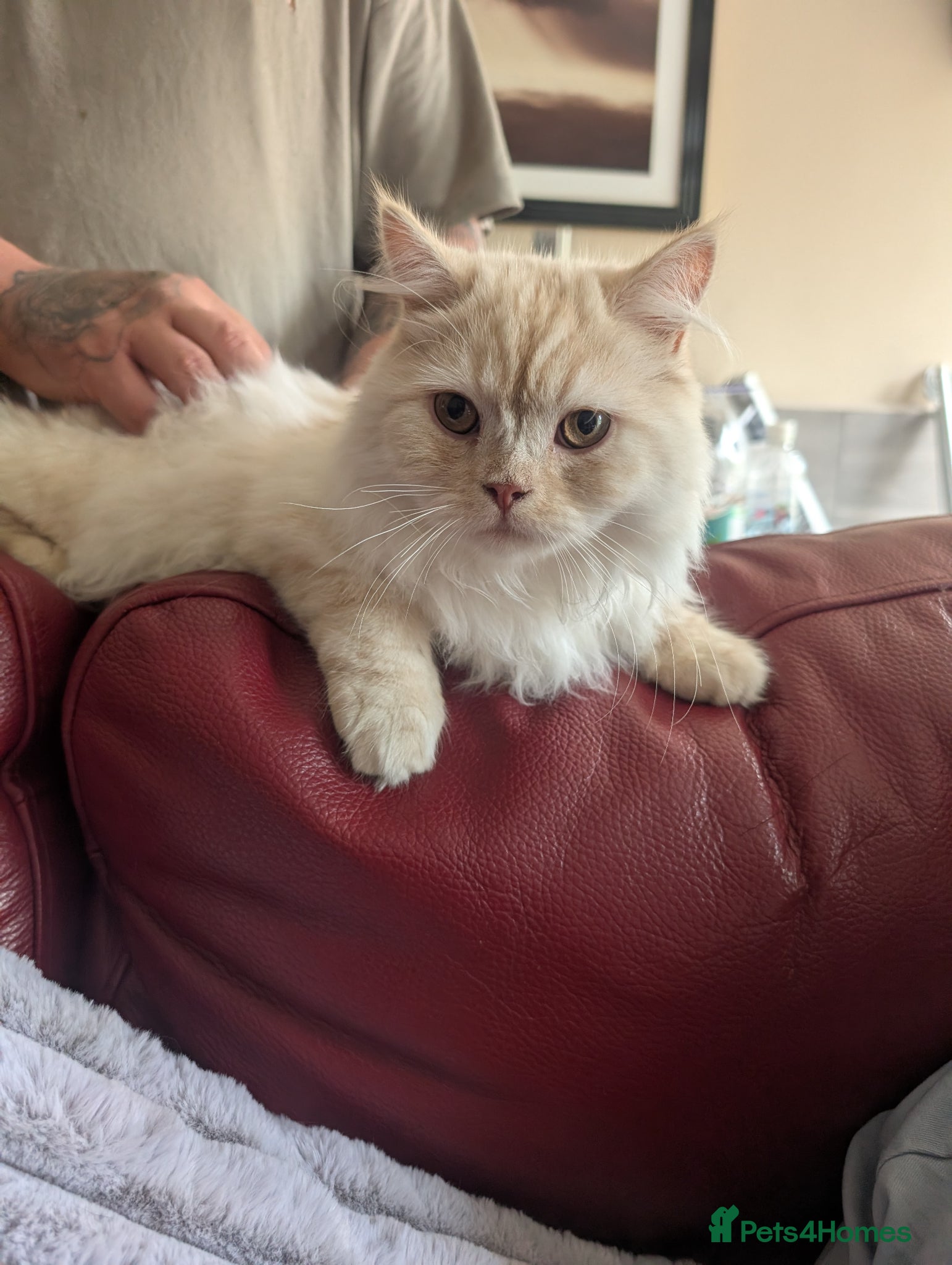 Persian cats Very sad sale of my beautiful boy - Advert 2