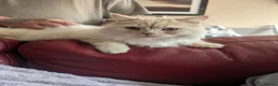 Persian cats for sale: Very sad sale of my beautiful boy in Sheffield - Advert 1