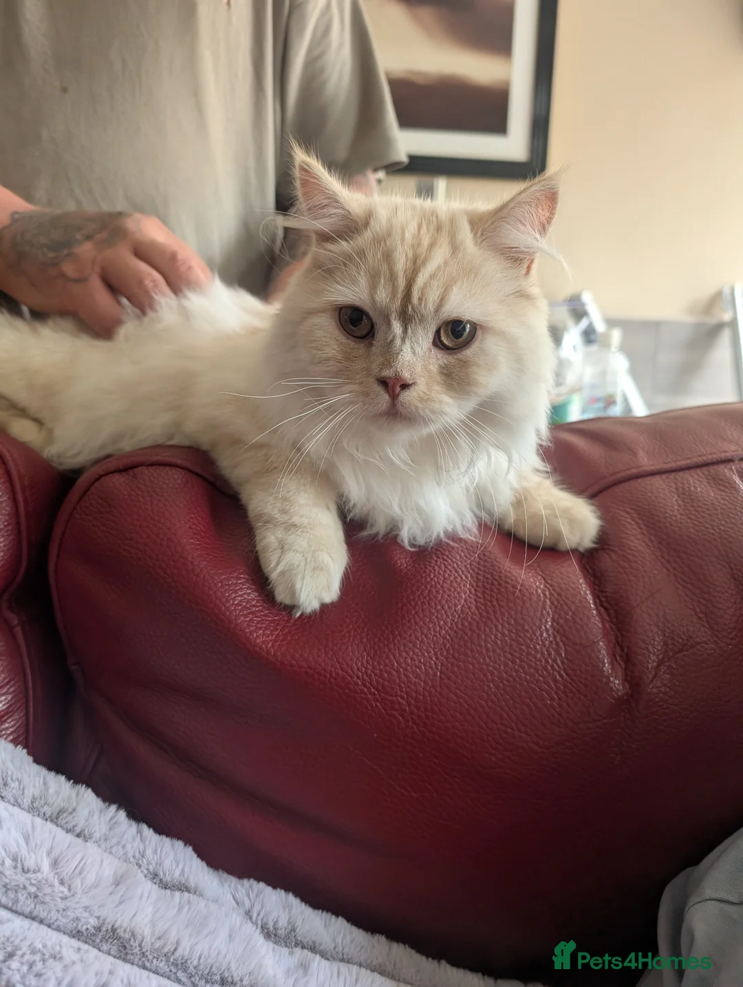 Persian cats for sale: Very sad sale of my beautiful boy in Sheffield - Advert 1