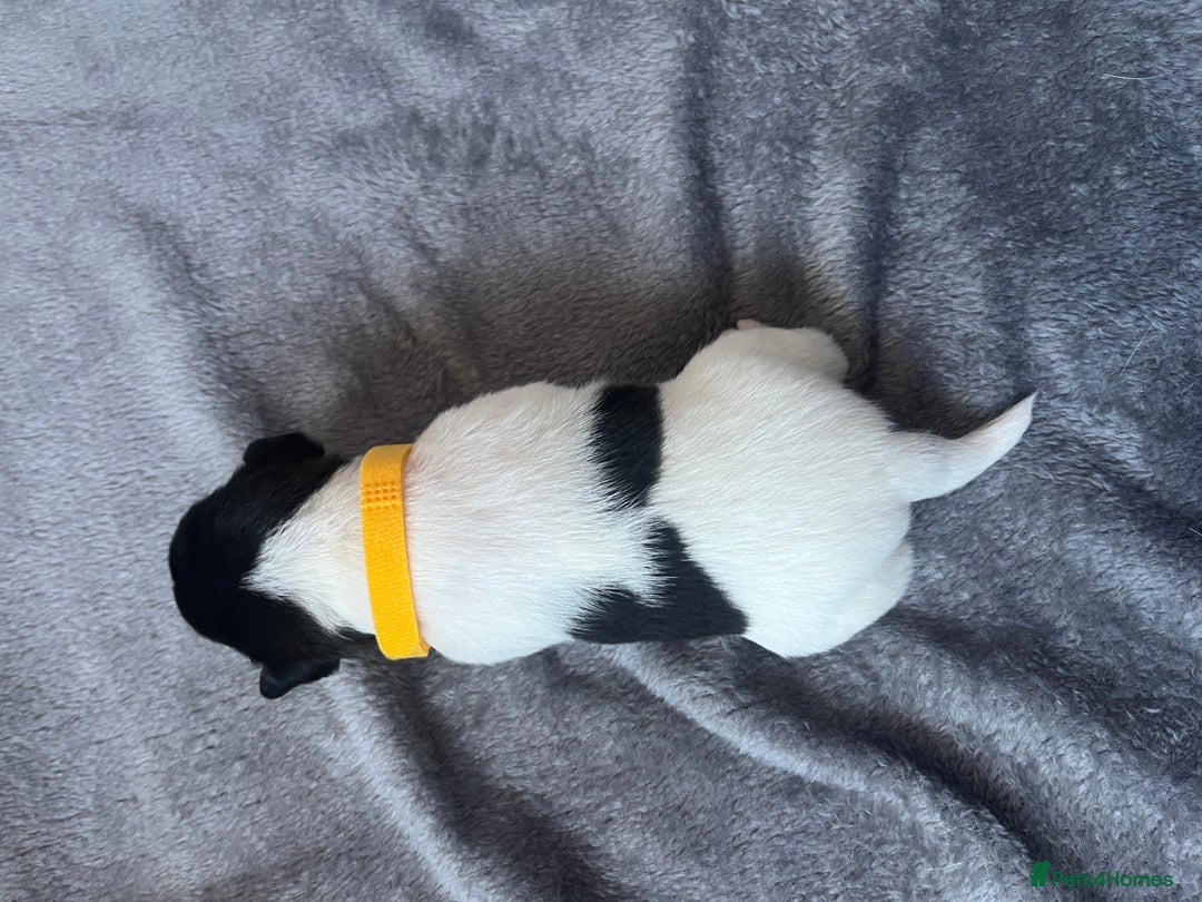 Jack Russell dogs for sale: Beautiful Jack Russell puppies for sale - Image 6