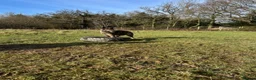 German Shepherd dogs for sale: Male German shepherd 7years - Advert 31