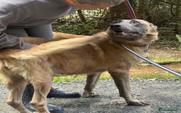 Mixed Breed dogs for adoption: Ava. Norwich Norfolk  - Image 16