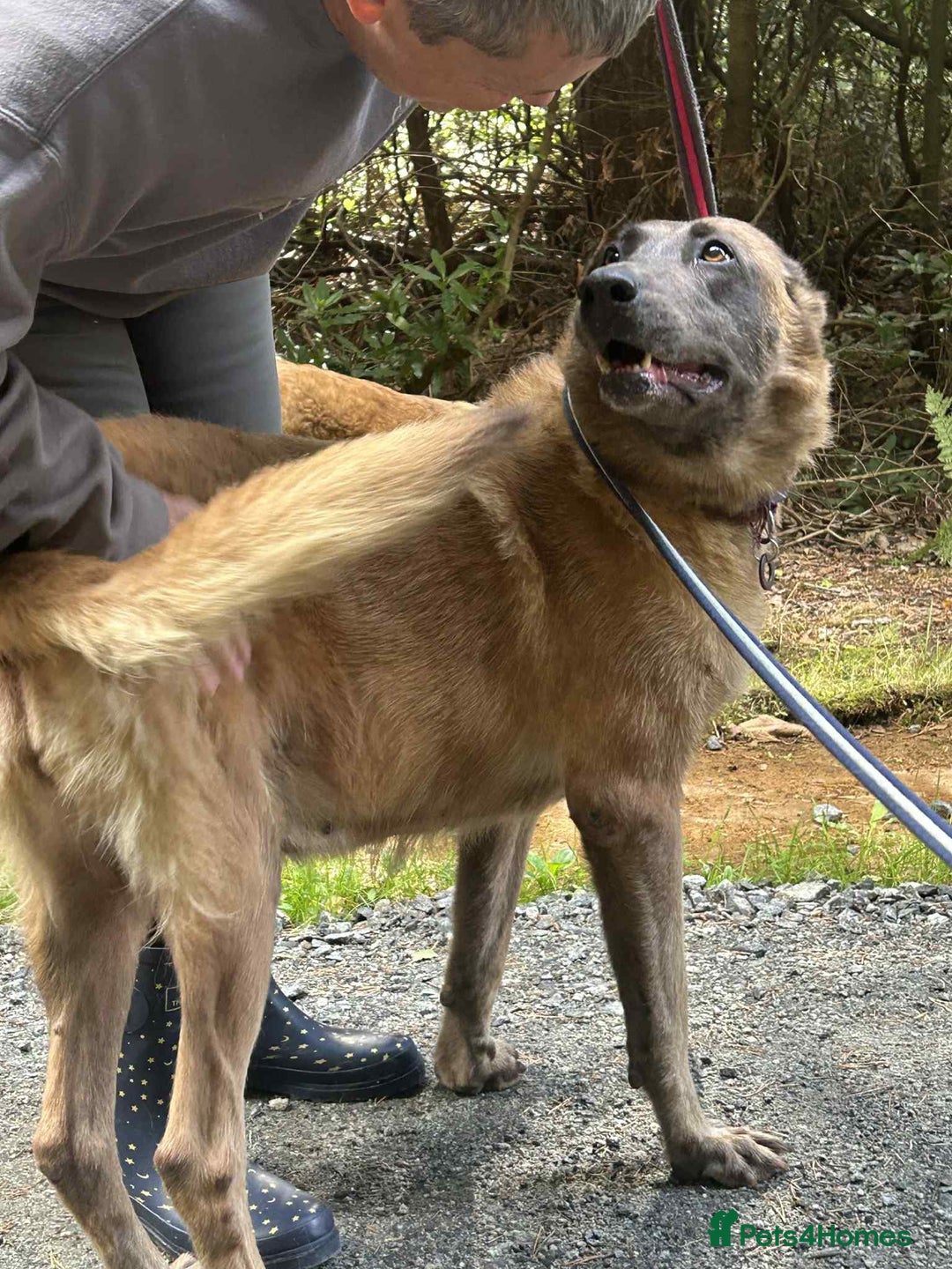 Mixed Breed dogs for adoption: Ava. Norwich Norfolk  - Image 16