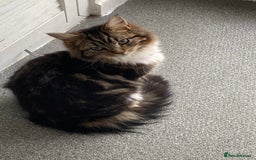 Siberian cats for sale: 5 beautiful miniature kittens  - Advert 1