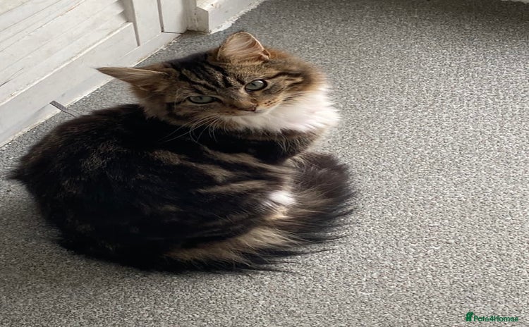 Siberian cats 5 beautiful miniature kittens  - Advert 2