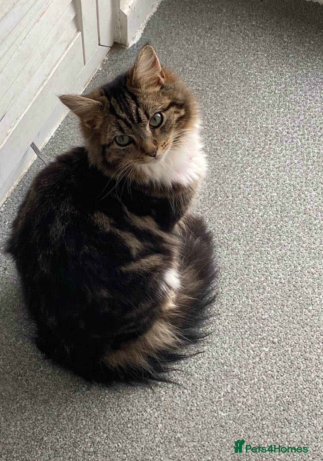 Siberian cats for sale: 5 beautiful miniature kittens  - Advert 1