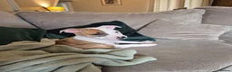 Mixed Breed dogs for sale: Bruce - Advert 12