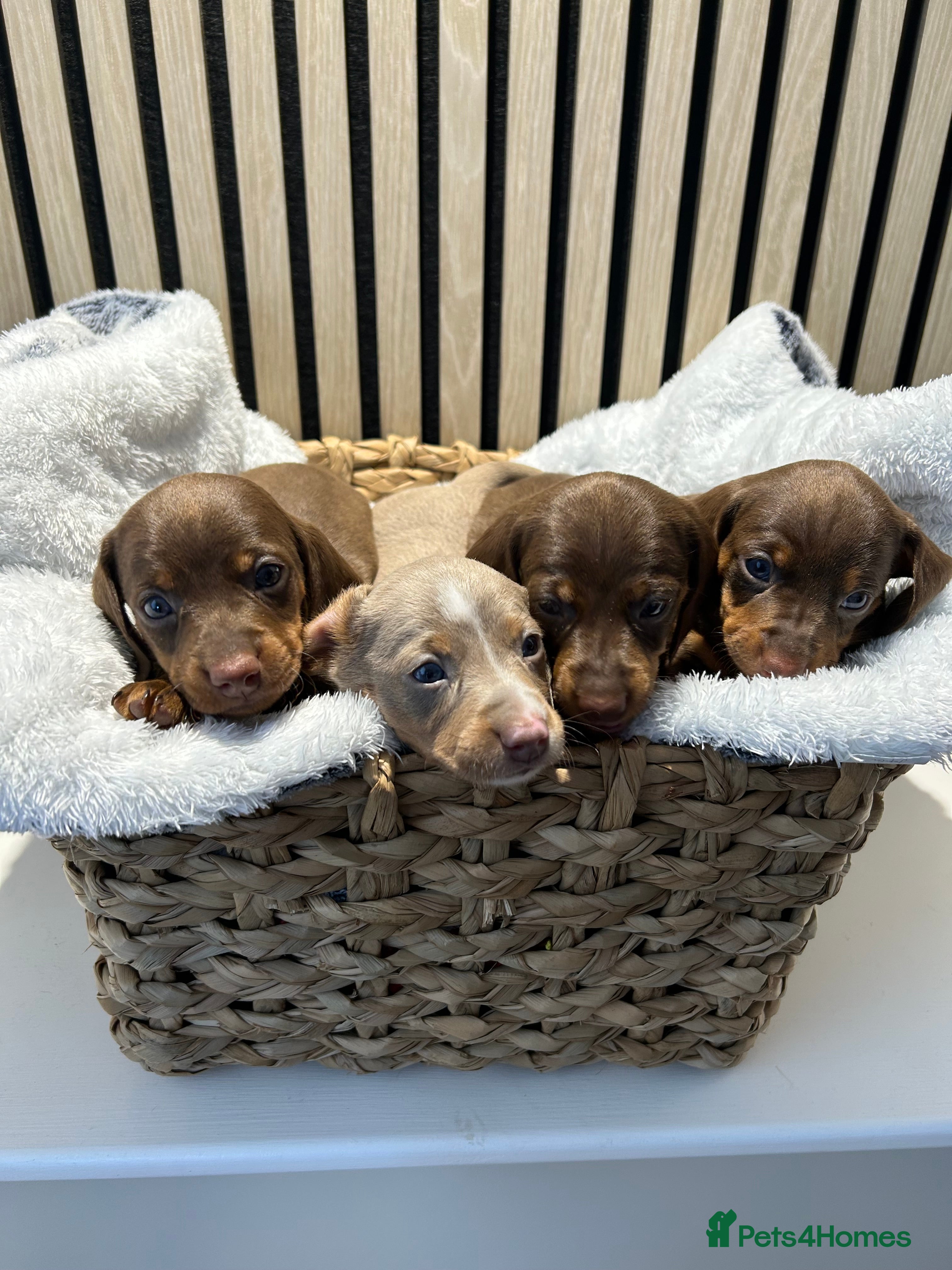 Miniature Dachshund dogs 4 beautiful miniature dachshund puppies - Advert 1