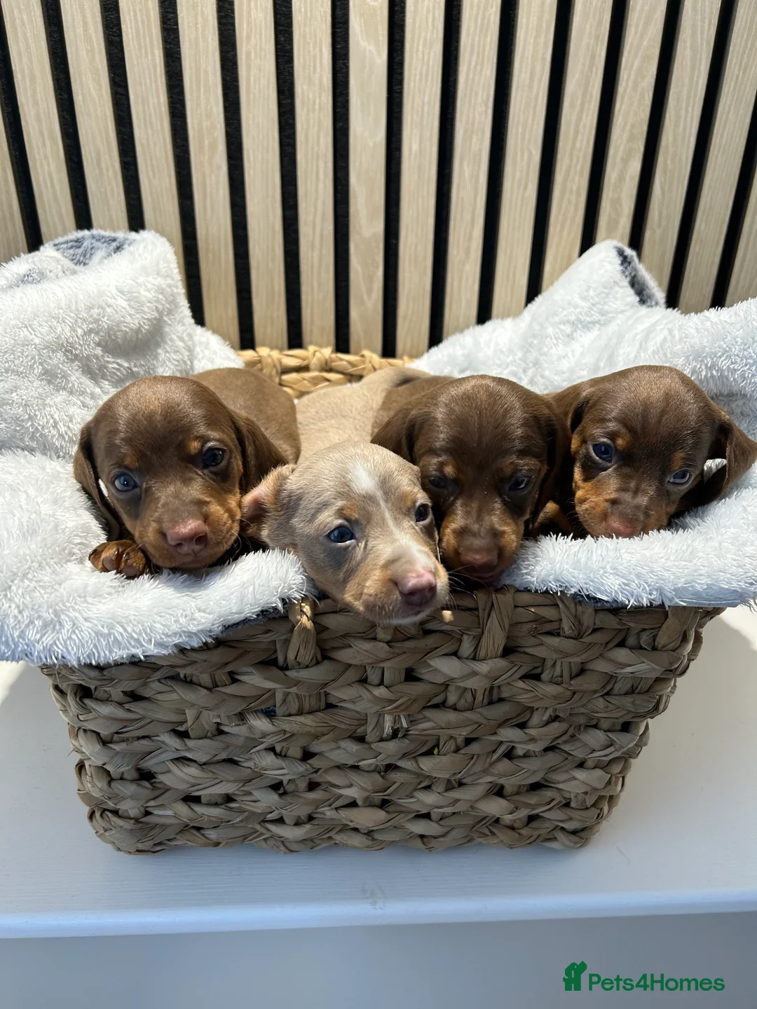 Miniature Dachshund dogs for sale: 4 beautiful miniature dachshund puppies - Advert 1