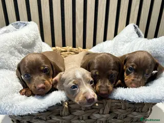 Miniature Dachshund dogs 4 beautiful miniature dachshund puppies - Advert 1