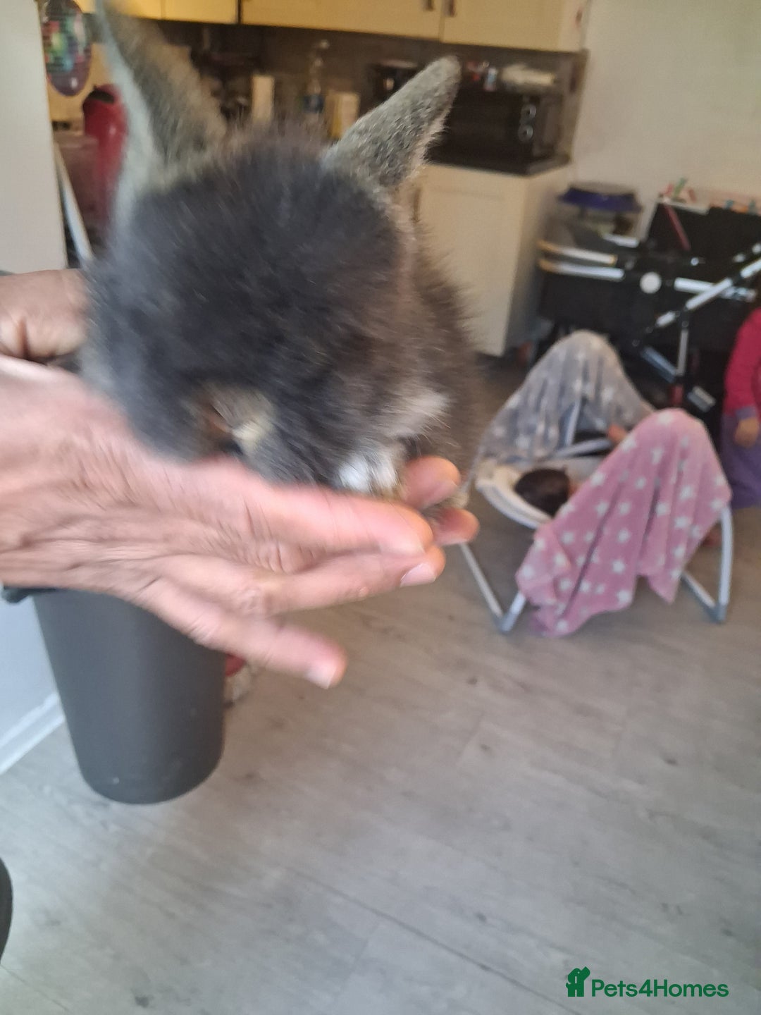 Lionhead rabbits for sale: Lionhead  - Advert 2