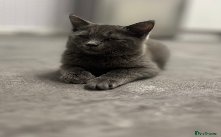 British Shorthair cats - Advert 1