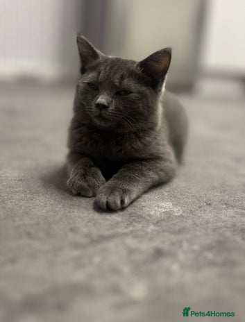 British Shorthair cats - Advert 1