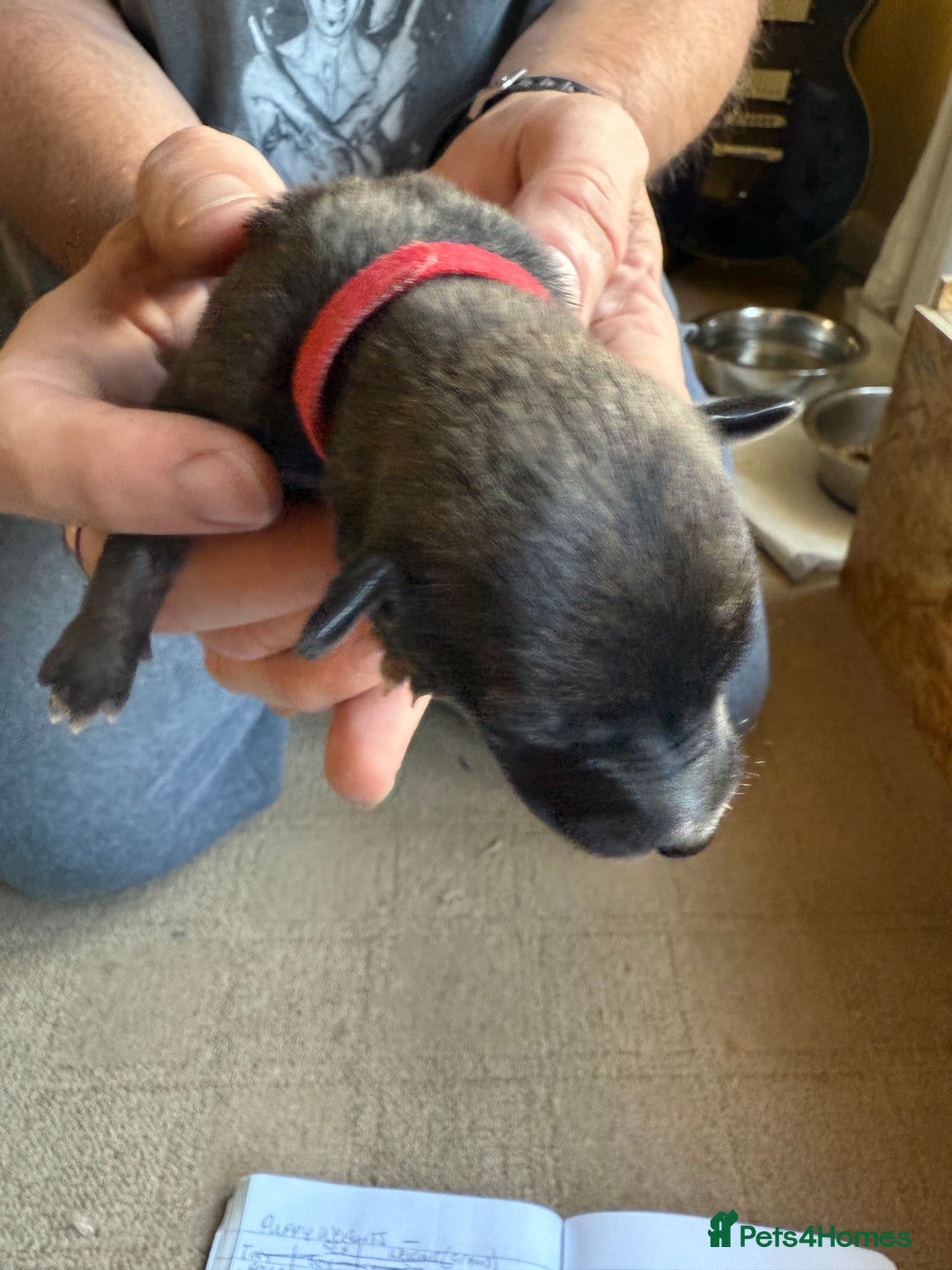 Lurcher dogs for sale: Litter of fabulous Lurchers - Image 19